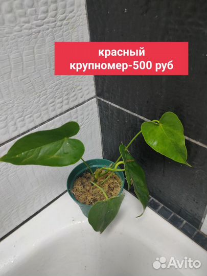 Антуриум детки