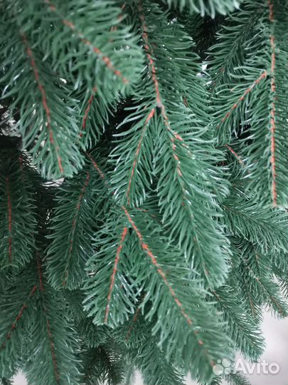 Ель Царская