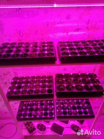 Стеллаж для рассады. Фитостеллаж. Аналог IKEA