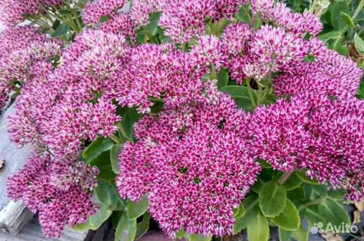 Очитки многолетники