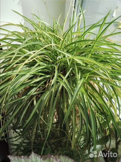 Хлорофитум детки