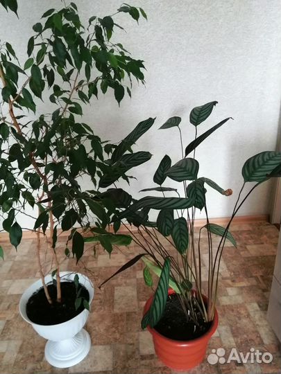 Фикус бенджамина большой