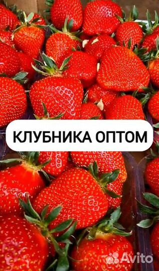 Клубника оптом