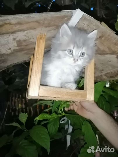 Котенок 3 месяца