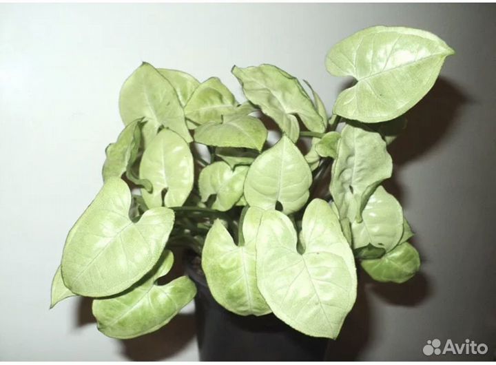 Сингониум Сильвер перл