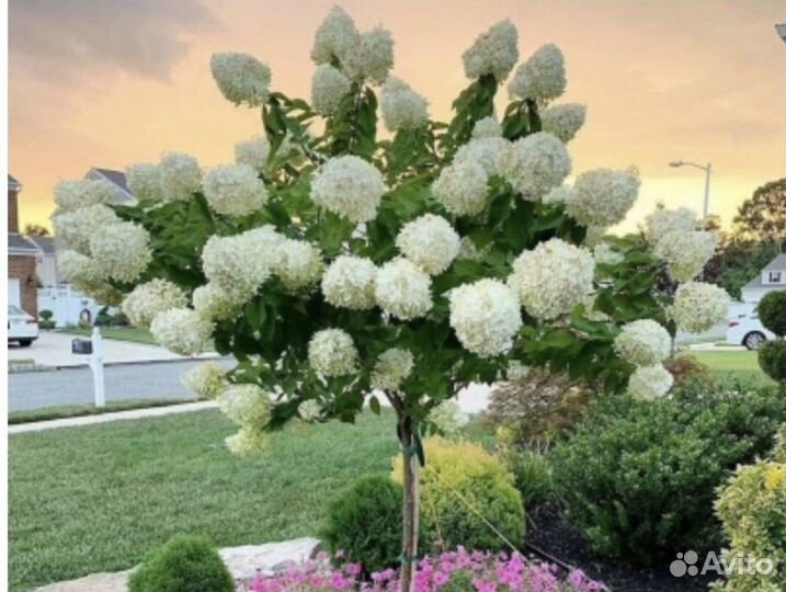 Гортензия на штамбе