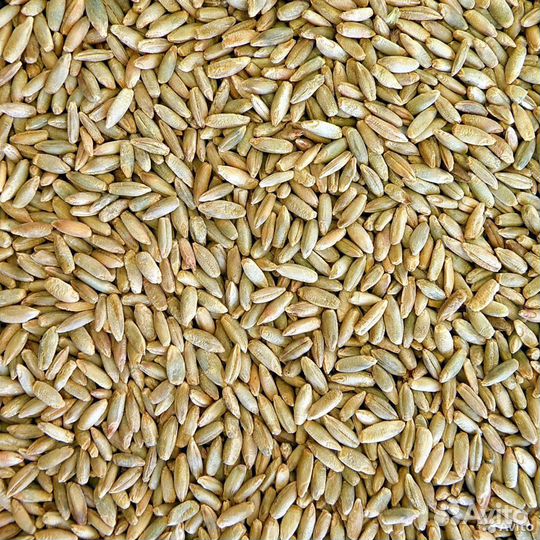 Рожь. Семена