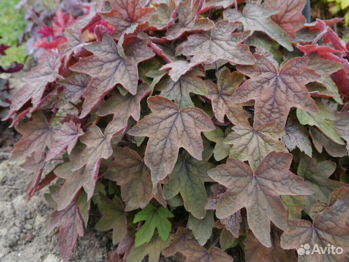 Набор гейхер 10 сортов