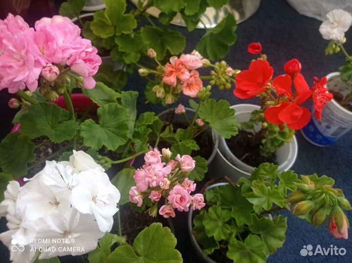 Пеларгония герань