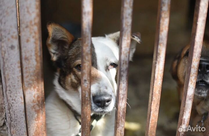 Спасите собаку из приюта