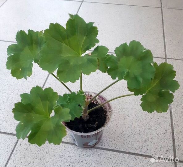 Пеларгония сортовая юв Византия