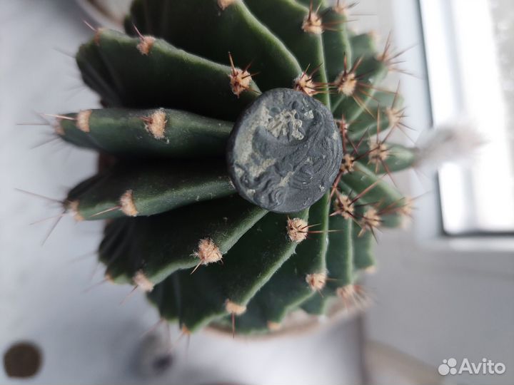 Монета Боспор Киммерийский, Пантикапей