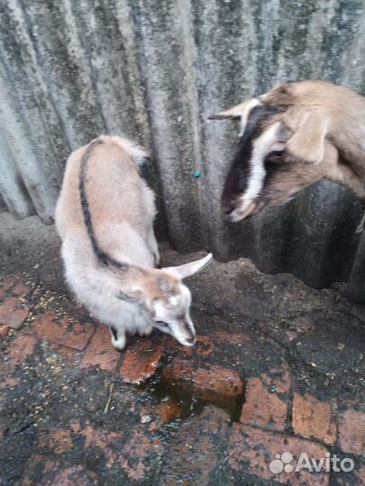 Козы козлята