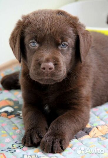 Щенки лабрадор ретривер шоколадного окраса