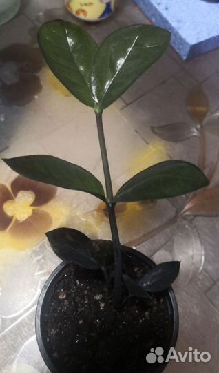 Замиокулькас равен черный