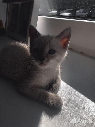 Котята в добрые руки бесплатно мальчик