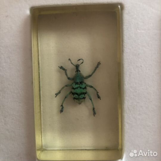 Коллекция Настоящие насекомые Deagostini