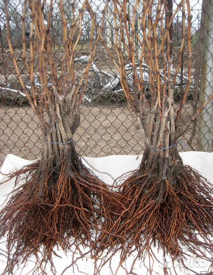 Виноград культурный 