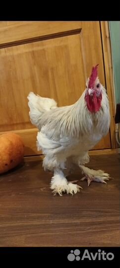 Петухи кохинхин