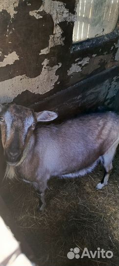 Продам сх животных