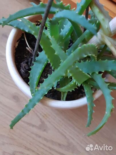 Алоэ лечебный отростки