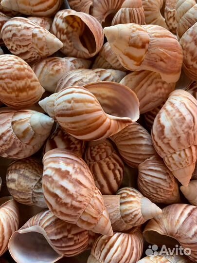 Морские ракушки 1кг