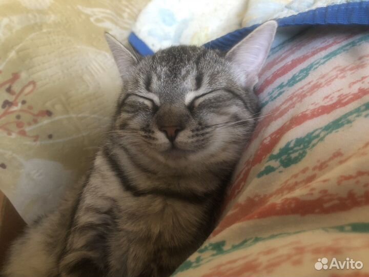 Британская кошка бесплатно