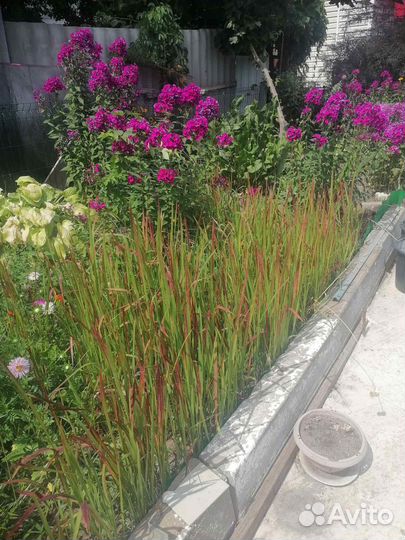 Императа ред барон