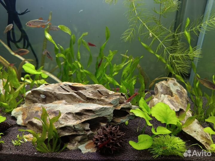 Микрорасбора галактика