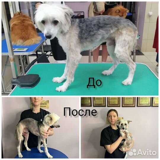 Груминг собак, кошек