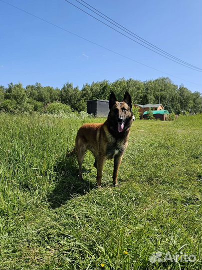 Щенки бельгийской овчарки малинуа
