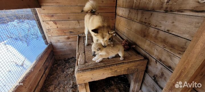 Щенки западно сибирской лайки