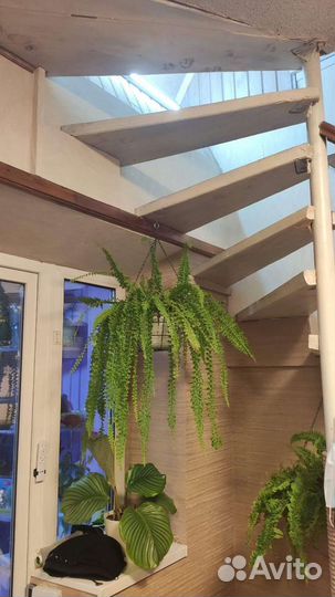 Папоротник домашний, нефролепсис