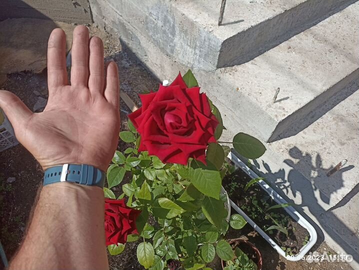 Кустовые розы саженцы