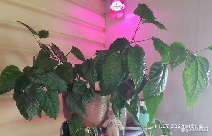 Цветы домашние