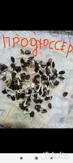 Семена арбуза 