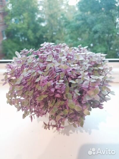 Традесканции разные