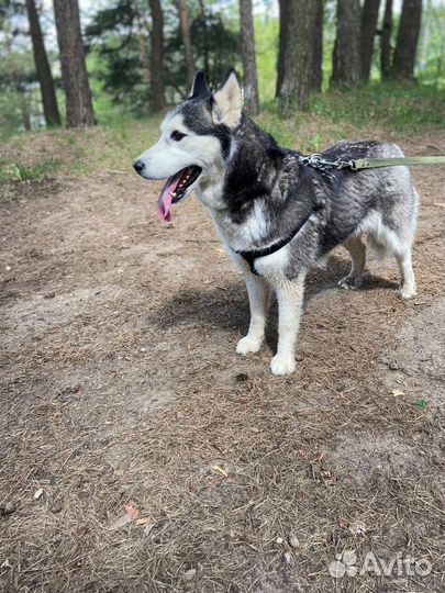 Хаски девочка Грея Очень красивая