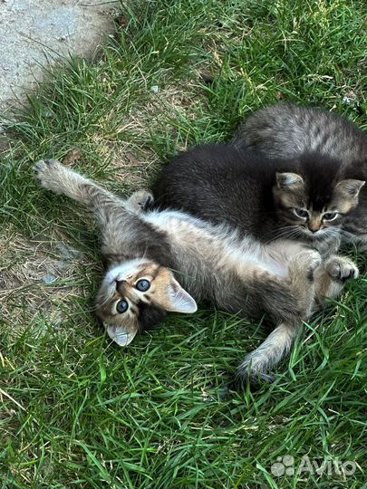 Мальчик в добрые руки)