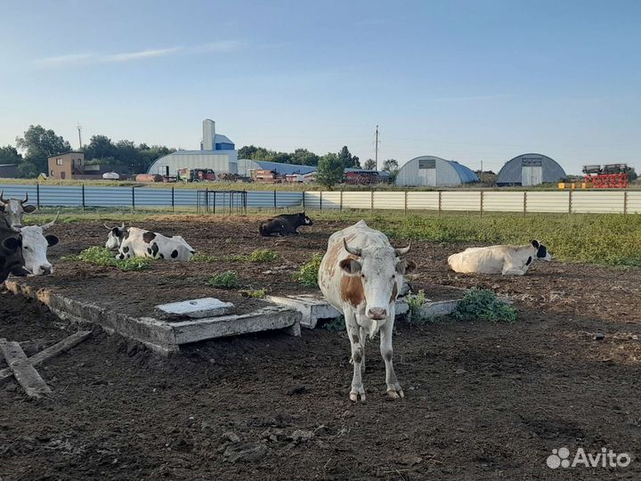 Корова дойная