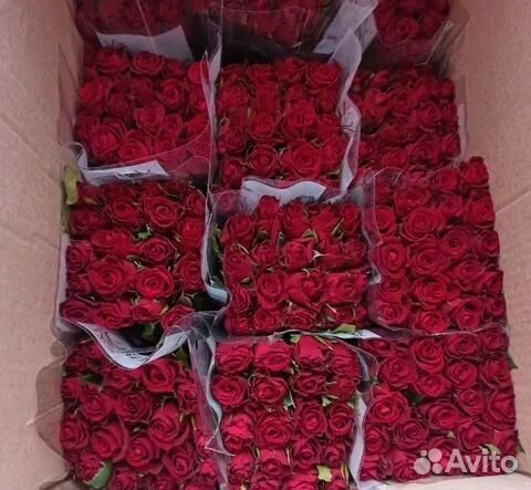 Розы оптом