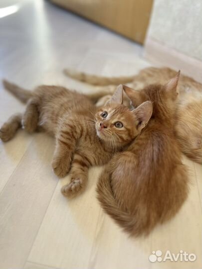 Два рыжика в добрые руки