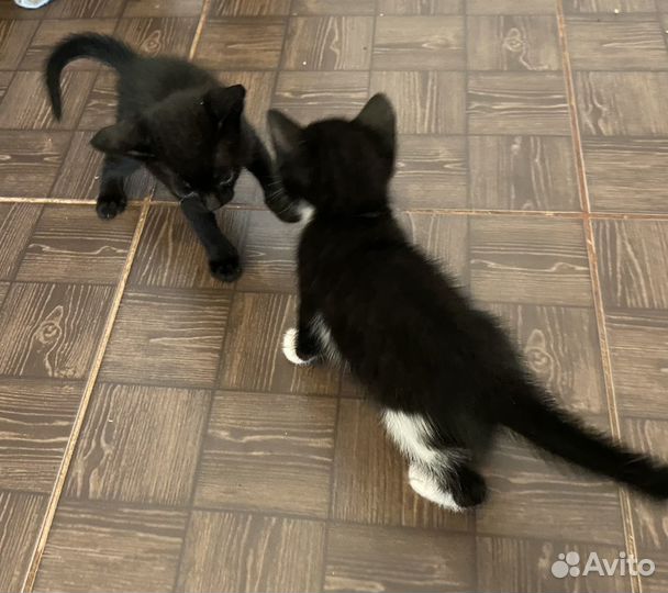 Котята в добрые руки бесплатно