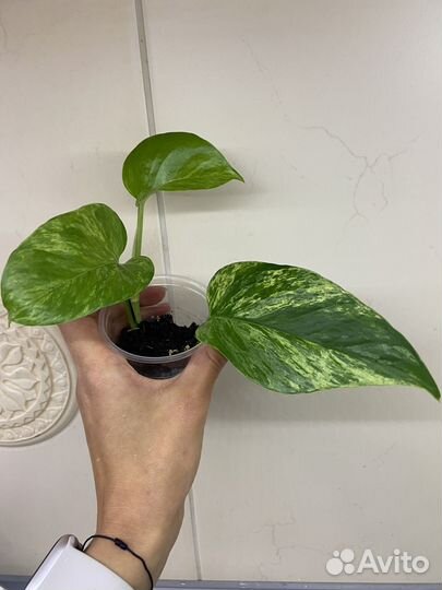 Сциндапсус Марбл Квин