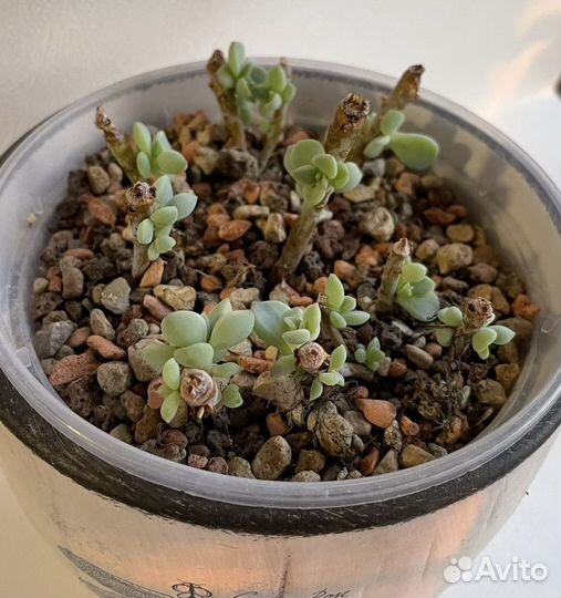 Граптоверия титубанс детки 2е фото