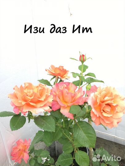 Корнесобственные розы. Флорибунды