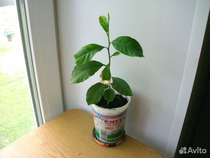 Лимон (лимонное дерево) растение в горшке