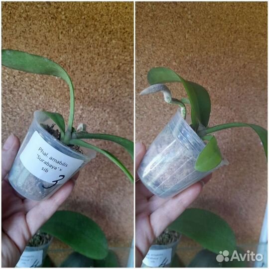 Phal. amabilis 'Surabaya'