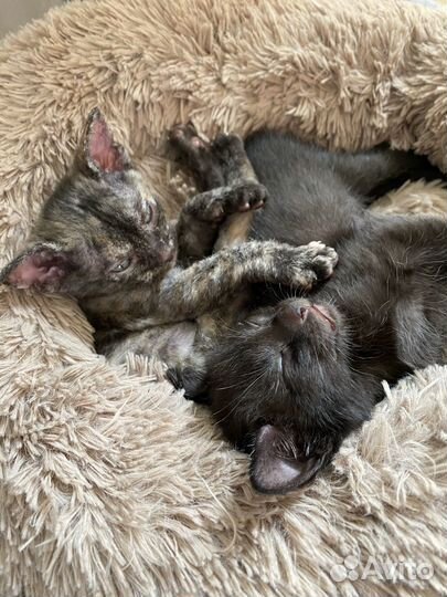 Котята сфинкс браш