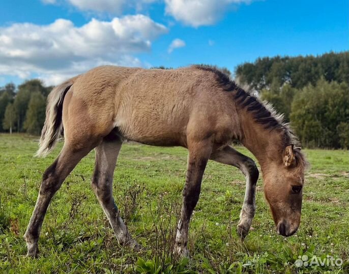 Жеребчик вятка